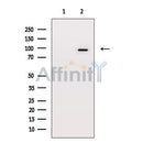 B-RAF Antibody