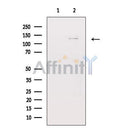 IRS-1 Antibody