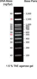 GD 100bp DNA ladder H3 RTU - 500ul DM003-R500
