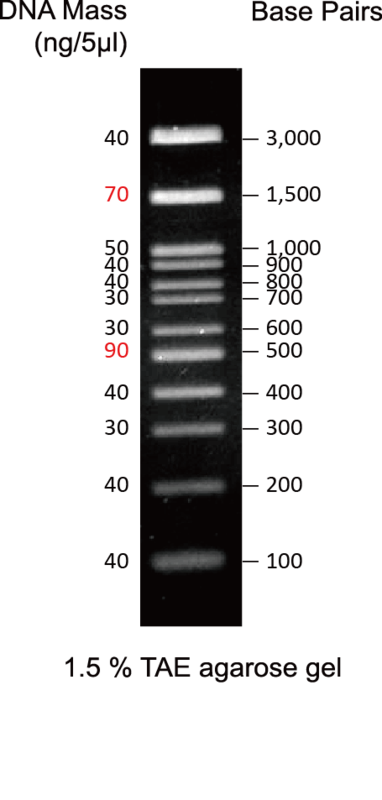 GD 100bp DNA ladder H3 RTU - 500ul DM003-R500