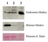 Minute™ Plant Endosome Enrichment Kit (20 preps) - PE-050