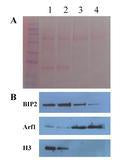 Minute™ Plant Golgi Apparatus Enrichment Kit (20 preps) - PG-049