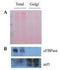 Minute™ Plant Golgi Apparatus Enrichment Kit (20 preps) - PG-049