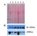 Minute™ Plant Lipid Raft Isolation Kit (20 preps) - PL-051