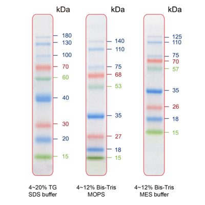 IRIS9 Prestained Protein Ladder (15-170 kDa) PMI09-0500