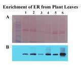 Minute™ Plant ER Enrichment Kit (20 preps) - PR-048