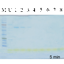 COOMASSIE nano protein staining solution, 500ml PS002-B500ML