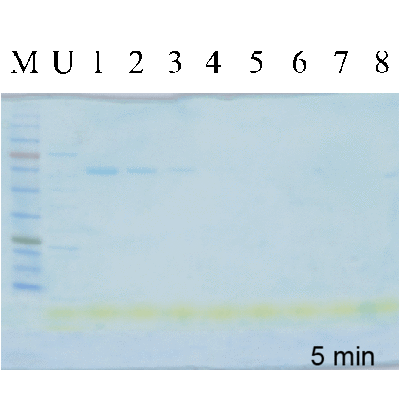 COOMASSIE nano protein staining solution, 500ml PS002-B500ML