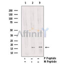 Phospho-FUNDC1 (Ser17) antibody -AF0001