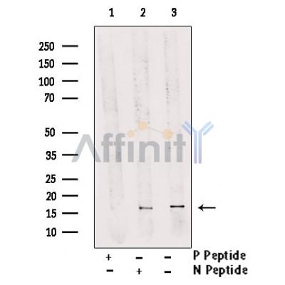 Phospho-FUNDC1 (Ser17) antibody -AF0001