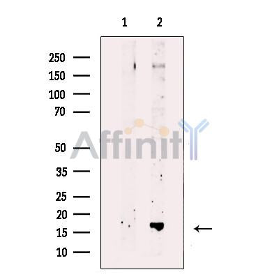 FUNDC1 Antibody -AF0002