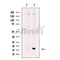 FUNDC1 Antibody -AF0002