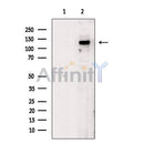 JAK3 Antibody -AF0008