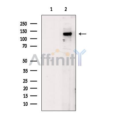 JAK3 Antibody -AF0008
