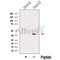 Western blot analysis of extracts from HepG2 cells, using ERLN2 Antibody. The lane on the left was treated with blocking peptide.