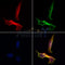 AF0097 staining Hela by IF/ICC. The samples were fixed with PFA and permeabilized in 0.1% Triton X-100,then blocked in 10% serum for 45 minutes at 25¡ãC. Samples were then incubated with primary Ab(AF0097 1:200) and mouse anti-beta tubulin Ab(T0023 1:200) for 1 hour at 37¡ãC. An  AlexaFluor594 conjugated goat anti-rabbit IgG(H+L) Ab(S0006 1:200 Red) and an AlexaFluor488 conjugated goat anti-mouse IgG(H+L) Ab(S0017 1:600 Green) were used as the secondary antibod