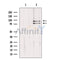 Western blot analysis of extracts from mouse brain, using Cullin 2 Antibody. Lane 1 was treated with the blocking peptide.