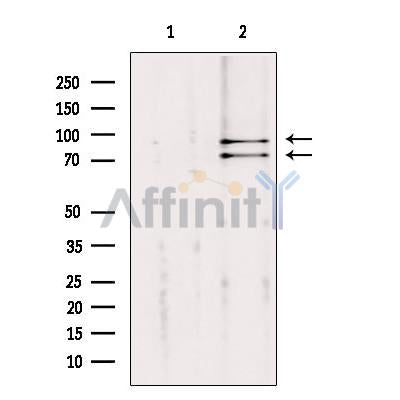 Western blot analysis of extracts from mouse brain, using Cullin 2 Antibody. Lane 1 was treated with the blocking peptide.