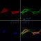 AF0148 staining Hela by IF/ICC. The samples were fixed with PFA and permeabilized in 0.1% Triton X-100,then blocked in 10% serum for 45 minutes at 25¡ãC. Samples were then incubated with primary Ab(AF0148 1:200) and mouse anti-beta tubulin Ab(T0023 1:200) for 1 hour at 37¡ãC. An  AlexaFluor594 conjugated goat anti-rabbit IgG(H+L) Ab(S0006 1:200 Red) and an AlexaFluor488 conjugated goat anti-mouse IgG(H+L) Ab(S0017 1:600 Green) were used as the secondary antibod
