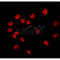 AF0149 staining Hela by IF/ICC. The sample were fixed with PFA and permeabilized in 0.1% Triton X-100,then blocked in 10% serum for 45 minutes at 25¡ãC. The primary antibody was diluted at 1/200 and incubated with the sample for 1 hour at 37¡ãC. An  Alexa Fluor 594 conjugated goat anti-rabbit IgG (H+L) Ab, diluted at 1/600, was used as the secondary antibod