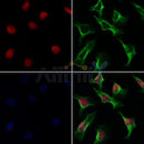 AF0151 staining Hela by IF/ICC. The samples were fixed with PFA and permeabilized in 0.1% Triton X-100,then blocked in 10% serum for 45 minutes at 25¡ãC. Samples were then incubated with primary Ab(AF0151 1:200) and mouse anti-beta tubulin Ab(T0023 1:200) for 1 hour at 37¡ãC. An  AlexaFluor594 conjugated goat anti-rabbit IgG(H+L) Ab(S0006 1:200 Red) and an AlexaFluor488 conjugated goat anti-mouse IgG(H+L) Ab(S0017 1:600 Green) were used as the secondary antibod