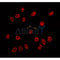 AF0152 staining Hela by IF/ICC. The sample were fixed with PFA and permeabilized in 0.1% Triton X-100,then blocked in 10% serum for 45 minutes at 25¡ãC. The primary antibody was diluted at 1/200 and incubated with the sample for 1 hour at 37¡ãC. An  Alexa Fluor 594 conjugated goat anti-rabbit IgG (H+L) Ab, diluted at 1/600, was used as the secondary antibod
