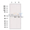 Western blot analysis of extracts from various samples, using ERK1/2 Antibody.
 Lane 1: 3T3 treated with blocking peptide;
 Lane 2: 3T3;
 Lane 3: COS-7.