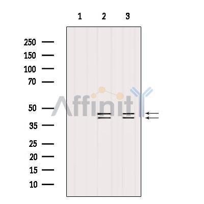 Western blot analysis of extracts from various samples, using ERK1/2 Antibody.
 Lane 1: 3T3 treated with blocking peptide;
 Lane 2: 3T3;
 Lane 3: COS-7.
