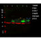 Western blot analysis of ERK1/2 using various lysates   Lanes 1 - 2: Merged signal (red and green). Green - AF0155 observed at 42,44kDa. Red - loading control, T0004, observed at 36 kDa.   Blots were developed with Goat Anti-Rabbit IgG(H+L) FITC–conjugated (S0008) and Goat Anti-Mouse IgG(H+L) Alexa Fluor 594–conjugated  (S0005) secondary antibodies