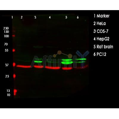 Western blot analysis of ERK1/2 using various lysates   Lanes 1 - 2: Merged signal (red and green). Green - AF0155 observed at 42,44kDa. Red - loading control, T0004, observed at 36 kDa.   Blots were developed with Goat Anti-Rabbit IgG(H+L) FITC–conjugated (S0008) and Goat Anti-Mouse IgG(H+L) Alexa Fluor 594–conjugated  (S0005) secondary antibodies