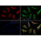 AF0160 staining Hela by IF/ICC. The samples were fixed with PFA and permeabilized in 0.1% Triton X-100,then blocked in 10% serum for 45 minutes at 25¡ãC. Samples were then incubated with primary Ab(AF0160 1:200) and mouse anti-beta tubulin Ab(T0023 1:200) for 1 hour at 37¡ãC. An  AlexaFluor594 conjugated goat anti-rabbit IgG(H+L) Ab(S0006 1:200 Red) and an AlexaFluor488 conjugated goat anti-mouse IgG(H+L) Ab(S0017 1:600 Green) were used as the secondary antibod