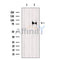 Western blot analysis of extracts from 3T3, using mGluR7 Antibody. The lane on the left was treated with blocking peptide.

Observed bands: 80 kDa.