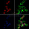 AF0178 staining HepG2 by IF/ICC. The samples were fixed with PFA and permeabilized in 0.1% Triton X-100,then blocked in 10% serum for 45 minutes at 25¡ãC. Samples were then incubated with primary Ab(AF0178 1:200) and mouse anti-beta tubulin Ab(T0023 1:200) for 1 hour at 37¡ãC. An  AlexaFluor594 conjugated goat anti-rabbit IgG(H+L) Ab(S0006 1:200 Red) and an AlexaFluor488 conjugated goat anti-mouse IgG(H+L) Ab(S0017 1:600 Green) were used as the secondary antibody