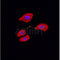 AF0191 staining Hela by IF/ICC. The sample were fixed with PFA and permeabilized in 0.1% Triton X-100,then blocked in 10% serum for 45 minutes at 25¡ãC. The primary antibody was diluted at 1/200 and incubated with the sample for 1 hour at 37¡ãC. An  Alexa Fluor 594 conjugated goat anti-rabbit IgG (H+L) Ab, diluted at 1/600, was used as the secondary antibod