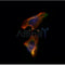 AF0191 staining Hela by IF/ICC. The samples were fixed with PFA and permeabilized in 0.1% Triton X-100,then blocked in 10% serum for 45 minutes at 25¡ãC. Samples were then incubated with primary Ab(AF0191 1:200) and mouse anti-beta tubulin Ab(T0023 1:200) for 1 hour at 37¡ãC. An  AlexaFluor594 conjugated goat anti-rabbit IgG(H+L) Ab(S0006 Red 1:600) and an AlexaFluor488 conjugated goat anti-mouse IgG(H+L) Ab(S0017 Green 1:600) were used as the secondary antibod
