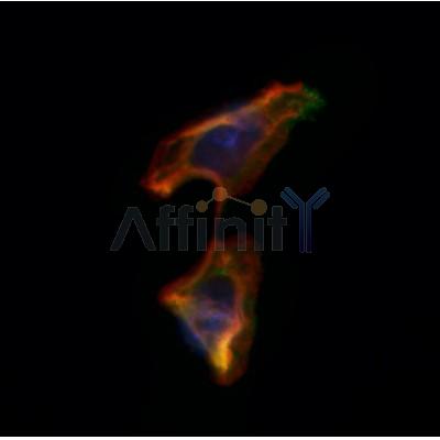 AF0191 staining Hela by IF/ICC. The samples were fixed with PFA and permeabilized in 0.1% Triton X-100,then blocked in 10% serum for 45 minutes at 25¡ãC. Samples were then incubated with primary Ab(AF0191 1:200) and mouse anti-beta tubulin Ab(T0023 1:200) for 1 hour at 37¡ãC. An  AlexaFluor594 conjugated goat anti-rabbit IgG(H+L) Ab(S0006 Red 1:600) and an AlexaFluor488 conjugated goat anti-mouse IgG(H+L) Ab(S0017 Green 1:600) were used as the secondary antibod