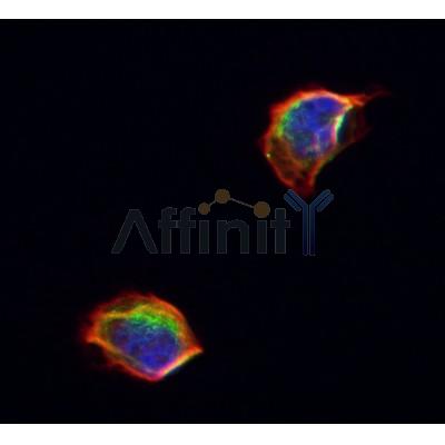 AF0191 staining Hela by IF/ICC. The samples were fixed with PFA and permeabilized in 0.1% Triton X-100,then blocked in 10% serum for 45 minutes at 25¡ãC. Samples were then incubated with primary Ab(AF0191 1:200) and mouse anti-beta tubulin Ab(T0023 1:200) for 1 hour at 37¡ãC. An  AlexaFluor594 conjugated goat anti-rabbit IgG(H+L) Ab(S0006 Red 1:600) and an AlexaFluor488 conjugated goat anti-mouse IgG(H+L) Ab(S0017 Green 1:600) were used as the secondary antibod
