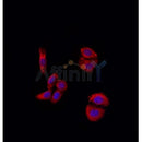 AF0211 staining Hela by IF/ICC. The sample were fixed with PFA and permeabilized in 0.1% Triton X-100,then blocked in 10% serum for 45 minutes at 25¡ãC. The primary antibody was diluted at 1/200 and incubated with the sample for 1 hour at 37¡ãC. An  Alexa Fluor 594 conjugated goat anti-rabbit IgG (H+L) Ab, diluted at 1/600, was used as the secondary antibod