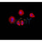 AF0216 staining Hela by IF/ICC. The sample were fixed with PFA and permeabilized in 0.1% Triton X-100,then blocked in 10% serum for 45 minutes at 25¡ãC. The primary antibody was diluted at 1/200 and incubated with the sample for 1 hour at 37¡ãC. An  Alexa Fluor 594 conjugated goat anti-rabbit IgG (H+L) Ab, diluted at 1/600, was used as the secondary antibod