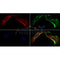 AF0217 staining Hela by IF/ICC. The samples were fixed with PFA and permeabilized in 0.1% Triton X-100,then blocked in 10% serum for 45 minutes at 25¡ãC. Samples were then incubated with primary Ab(AF0217 1:200) and mouse anti-beta tubulin Ab(T0023 1:200) for 1 hour at 37¡ãC. An  AlexaFluor594 conjugated goat anti-rabbit IgG(H+L) Ab(S0006 1:200 Red) and an AlexaFluor488 conjugated goat anti-mouse IgG(H+L) Ab(S0017 1:600 Green) were used as the secondary antibod