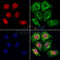 AF0224 staining Hela by IF/ICC. The samples were fixed with PFA and permeabilized in 0.1% Triton X-100,then blocked in 10% serum for 45 minutes at 25¡ãC. Samples were then incubated with primary Ab(AF0224 1:200) and mouse anti-beta tubulin Ab(T0023 1:200) for 1 hour at 37¡ãC. An  AlexaFluor594 conjugated goat anti-rabbit IgG(H+L) Ab(S0006 1:200 Red) and an AlexaFluor488 conjugated goat anti-mouse IgG(H+L) Ab(S0017 1:600 Green) were used as the secondary antibod