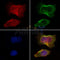 AF0247 staining HepG2 by IF/ICC. The samples were fixed with PFA and permeabilized in 0.1% Triton X-100,then blocked in 10% serum for 45 minutes at 25¡ãC. Samples were then incubated with primary Ab(AF0247 1:200) and mouse anti-beta tubulin Ab(T0023 1:200) for 1 hour at 37¡ãC. An  AlexaFluor594 conjugated goat anti-rabbit IgG(H+L) Ab(S0006 1:200 Red) and an AlexaFluor488 conjugated goat anti-mouse IgG(H+L) Ab(S0017 1:600 Green) were used as the secondary antibod