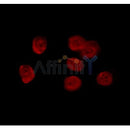 AF0248 staining Hela by IF/ICC. The sample were fixed with PFA and permeabilized in 0.1% Triton X-100,then blocked in 10% serum for 45 minutes at 25¡ãC. The primary antibody was diluted at 1/200 and incubated with the sample for 1 hour at 37¡ãC. An  Alexa Fluor 594 conjugated goat anti-rabbit IgG (H+L) Ab, diluted at 1/600, was used as the secondary antibod