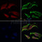 AF0255 staining Hela by IF/ICC. The samples were fixed with PFA and permeabilized in 0.1% Triton X-100,then blocked in 10% serum for 45 minutes at 25¡ãC. Samples were then incubated with primary Ab(AF0255 1:200) and mouse anti-beta tubulin Ab(T0023 1:200) for 1 hour at 37¡ãC. An  AlexaFluor594 conjugated goat anti-rabbit IgG(H+L) Ab(S0006 1:200 Red) and an AlexaFluor488 conjugated goat anti-mouse IgG(H+L) Ab(S0017 1:600 Green) were used as the secondary antibod