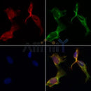 AF0263 staining HepG2 by IF/ICC. The samples were fixed with PFA and permeabilized in 0.1% Triton X-100,then blocked in 10% serum for 45 minutes at 25¡ãC. Samples were then incubated with primary Ab(AF0263 1:200) and mouse anti-beta tubulin Ab(T0023 1:200) for 1 hour at 37¡ãC. An  AlexaFluor594 conjugated goat anti-rabbit IgG(H+L) Ab(S0006 1:200 Red) and an AlexaFluor488 conjugated goat anti-mouse IgG(H+L) Ab(S0017 1:600 Green) were used as the secondary antibod