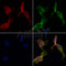 AF0263 staining HepG2 by IF/ICC. The samples were fixed with PFA and permeabilized in 0.1% Triton X-100,then blocked in 10% serum for 45 minutes at 25¡ãC. Samples were then incubated with primary Ab(AF0263 1:200) and mouse anti-beta tubulin Ab(T0023 1:200) for 1 hour at 37¡ãC. An  AlexaFluor594 conjugated goat anti-rabbit IgG(H+L) Ab(S0006 1:200 Red) and an AlexaFluor488 conjugated goat anti-mouse IgG(H+L) Ab(S0017 1:600 Green) were used as the secondary antibod