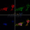 AF0275 staining HepG2 by IF/ICC. The samples were fixed with PFA and permeabilized in 0.1% Triton X-100,then blocked in 10% serum for 45 minutes at 25¡ãC. Samples were then incubated with primary Ab(AF0275 1:200) and mouse anti-beta tubulin Ab(T0023 1:200) for 1 hour at 37¡ãC. An  AlexaFluor594 conjugated goat anti-rabbit IgG(H+L) Ab(S0006 1:200 Red) and an AlexaFluor488 conjugated goat anti-mouse IgG(H+L) Ab(S0017 1:600 Green) were used as the secondary antibod
