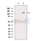 Western blot analysis of extracts from Hela, using SENP7 Antibody. The lane on the left was treated with blocking peptide.