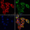 AF0279 staining Hela by IF/ICC. The samples were fixed with PFA and permeabilized in 0.1% Triton X-100,then blocked in 10% serum for 45 minutes at 25¡ãC. Samples were then incubated with primary Ab(AF0279 1:200) and mouse anti-beta tubulin Ab(T0023 1:200) for 1 hour at 37¡ãC. An  AlexaFluor594 conjugated goat anti-rabbit IgG(H+L) Ab(S0006 1:200 Red) and an AlexaFluor488 conjugated goat anti-mouse IgG(H+L) Ab(S0017 1:600 Green) were used as the secondary antibod