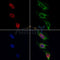 AF0280 staining HepG2 by IF/ICC. The samples were fixed with PFA and permeabilized in 0.1% Triton X-100,then blocked in 10% serum for 45 minutes at 25¡ãC. Samples were then incubated with primary Ab(AF0280 1:200) and mouse anti-beta tubulin Ab(T0023 1:200) for 1 hour at 37¡ãC. An  AlexaFluor594 conjugated goat anti-rabbit IgG(H+L) Ab(S0006 1:200 Red) and an AlexaFluor488 conjugated goat anti-mouse IgG(H+L) Ab(S0017 1:600 Green) were used as the secondary antibod